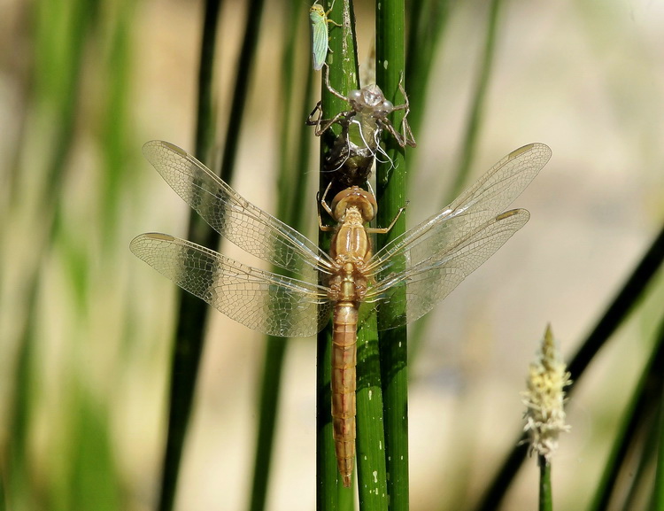 Crocothemis erythraea